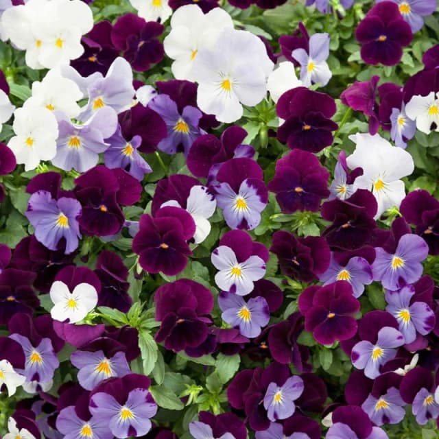 YouGarden Pansy Cool Wave Berries & Cream Mix (20 Garden Rea Garden Flowers and Plants 20 Plants Multi 40561899000