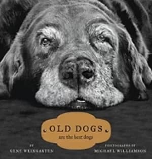 old dogs are the best dogs