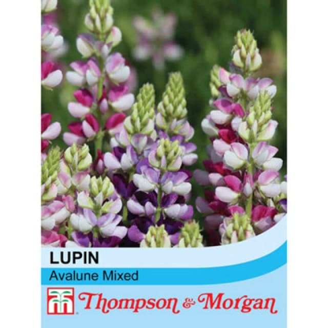 Thompson & Morgan Lupin Avalune Mixed 1 Packet (20 Seeds)