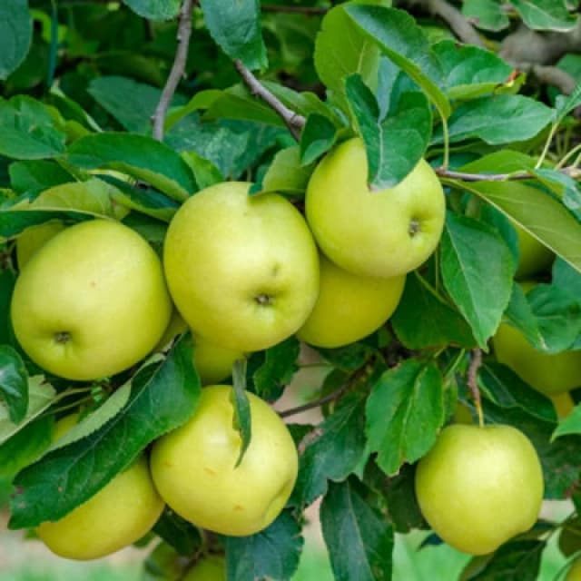 Thompson & Morgan Apple (Malus) Golden Delicious Espalier 5 Litre Potted Plant X 1