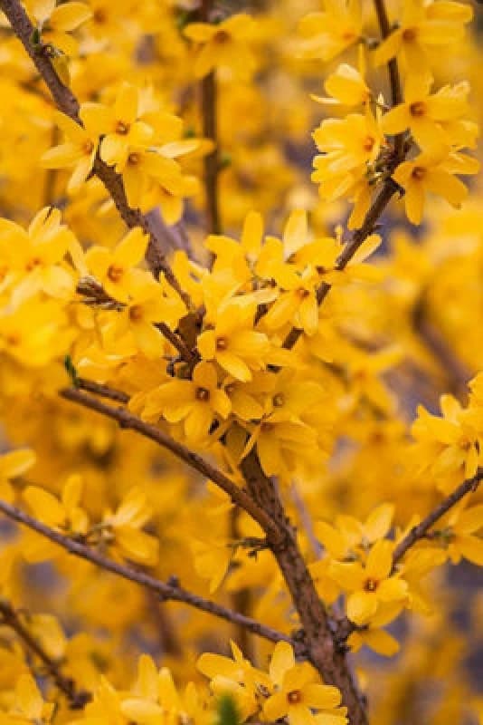 Inspirational Gifting 3ft Forsythia (Spectabilis) Field Grown Bare Root Hedging Plants Tree Whip Sapling - Pack Of 10