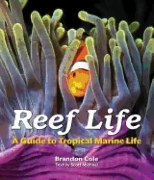 reef life a guide to tropical marine life