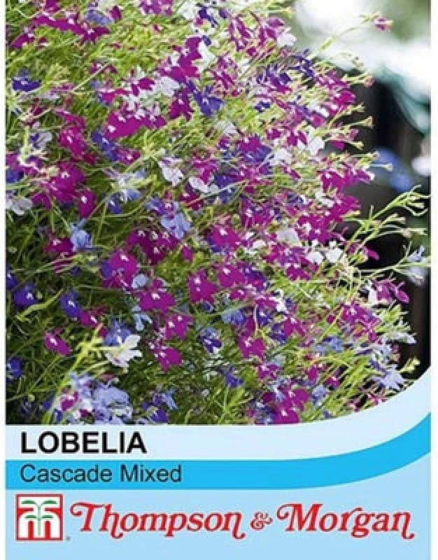Thompson & Morgan Lobelia Cascade Mix 1 Seed Packet (1000+ Seeds)