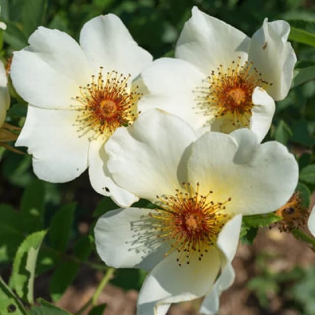 Yougarden Harkness Roses 'simple Yellow' Rose , Established Rose In 4 Litre Pot, Ready To Plant, For Pots, Beds, And Borders, Delicately Fr