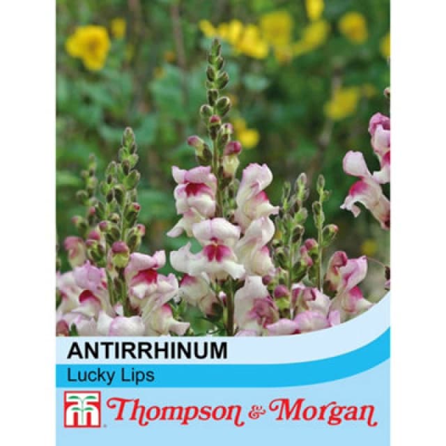 Thompson & Morgan Antirrhinum Majus Lucky Lips 1 Seed Packet (200 Seeds)