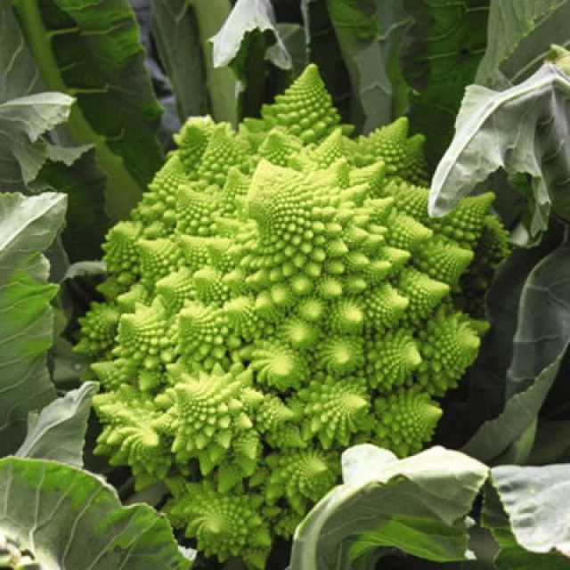 Thompson & Morgan Broccoli Romanesco 1 Seed Packet (275 Seeds)