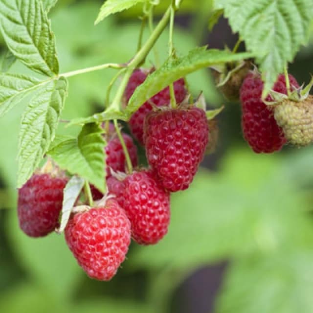 Thompson & Morgan Raspberry Autumn Bliss - 2 Hardy Canes - Delicious Red Berries - Bare Root
