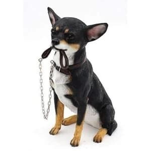 Walkies Chihuahua Sitting By Leonardo