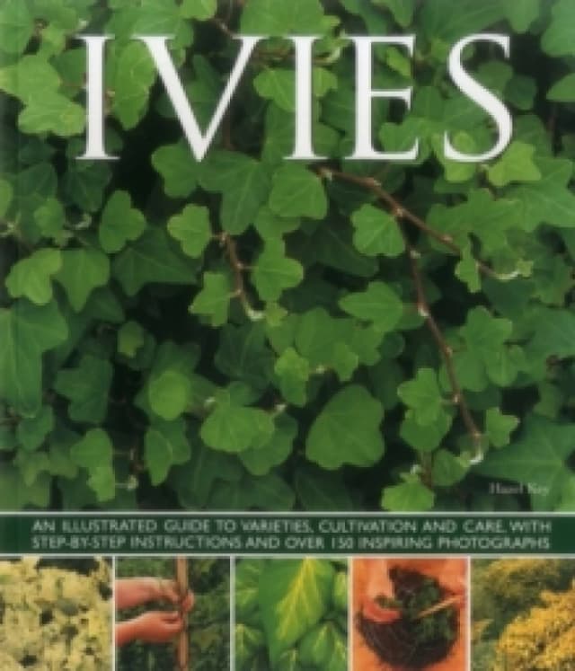 Ivies Paperback / softback