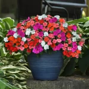 Yougarden Busy Lizzie Beacon Mixed Plants 20 Pack