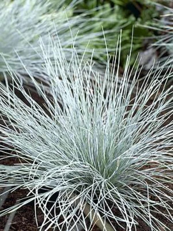 You Garden Yougarden Blue Festuca Grass, Ornamental Grass In 9Cm Pot, Striking Blue Foliage, Hardy Perennial, Low Maintenance, Drought Tolera