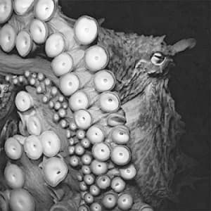 Deadweight by Skein CD Album