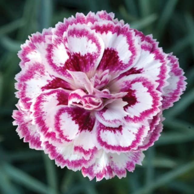Thompson & Morgan Dianthus (Pinks) Grans Favourite 9Cm Potted Plant X 1