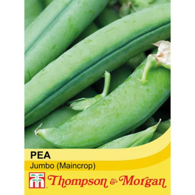 Thompson & Morgan Pea Jumbo 1 Seed Packet (250 Seeds)
