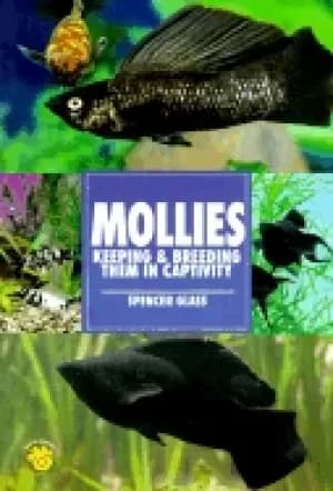 mollies keeping and breeding them in captivity
