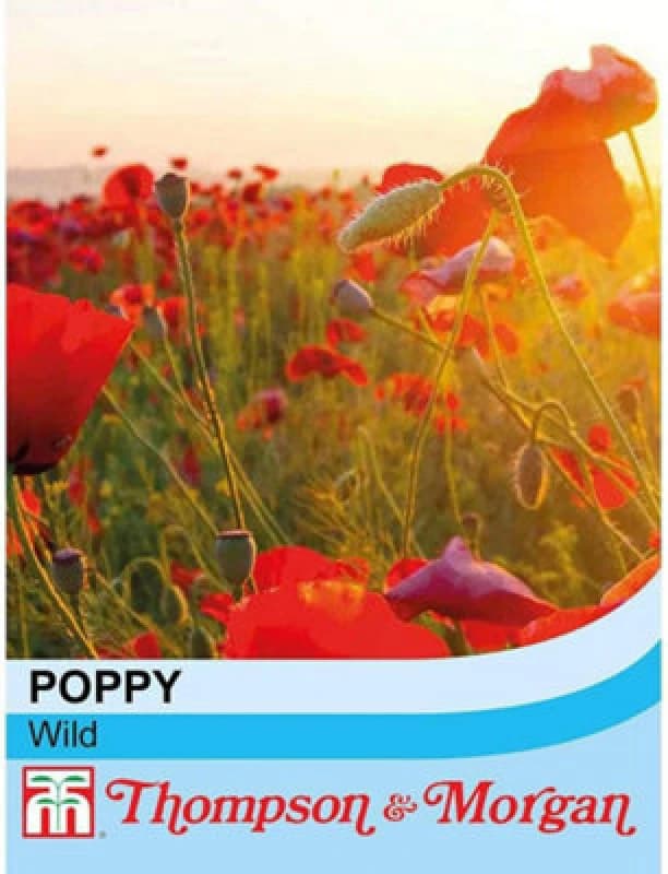 Thompson & Morgan Wildflower Corn Poppy Flanders 1 Seed Packet (2000 Seeds)