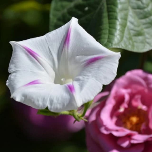 Thompson & Morgan Morning Glory Milky Way 1 Packet (25 Seeds)