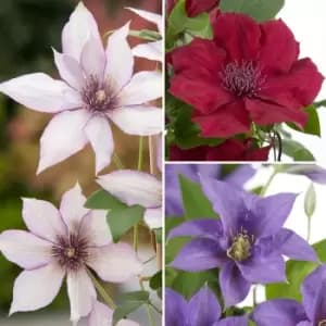 Yougarden Boulevard Patio Clematis Collection