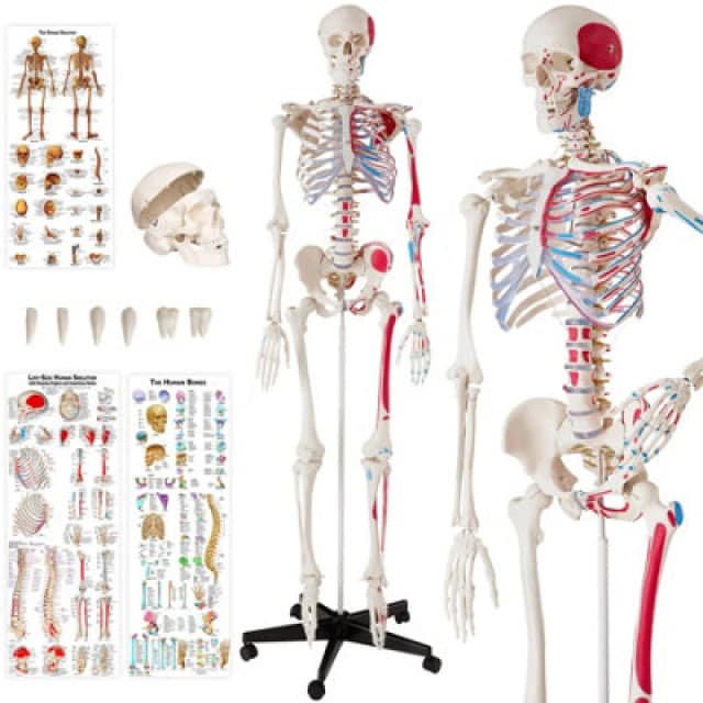 Tectake Anatomic Skeleton In Life Size With Mobile Joints, Wheeled Stand And 3 Anatomy Posters 400963 - White