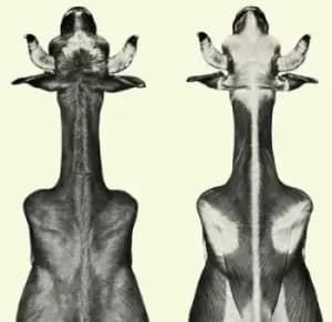 EP by Moin Vinyl Album