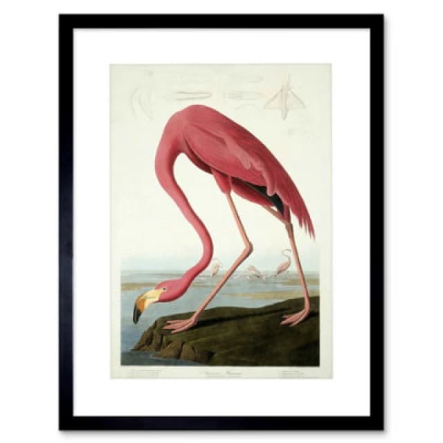 Wee Blue Coo Painting Nature Audubon American Flamingo 12X16" Framed Wall Art Print