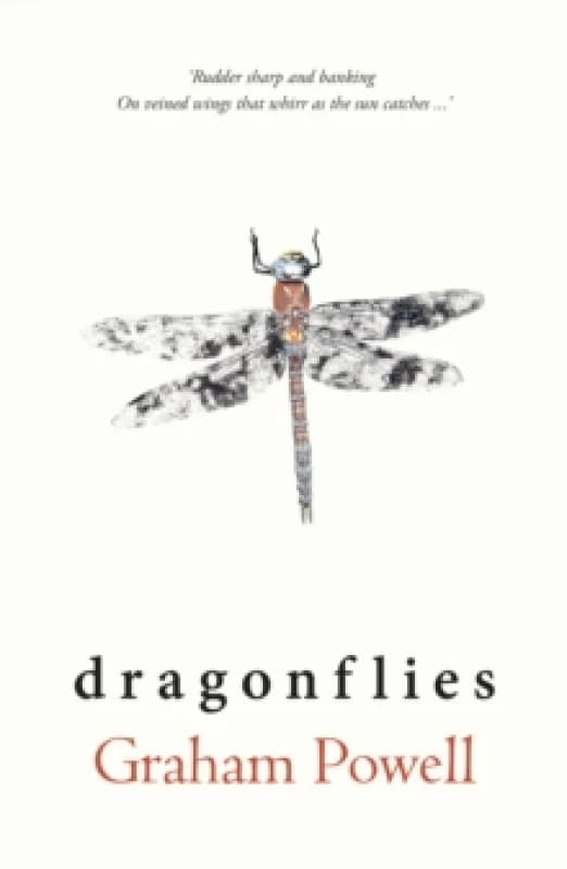Dragonflies Paperback / softback