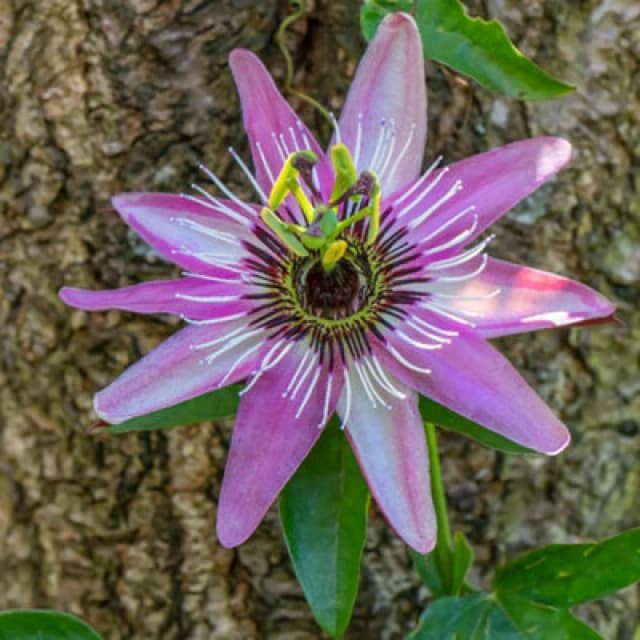 Thompson & Morgan Passiflora (Passion Flower) Vio. Victoria 2 Litre Potted Plant X 1