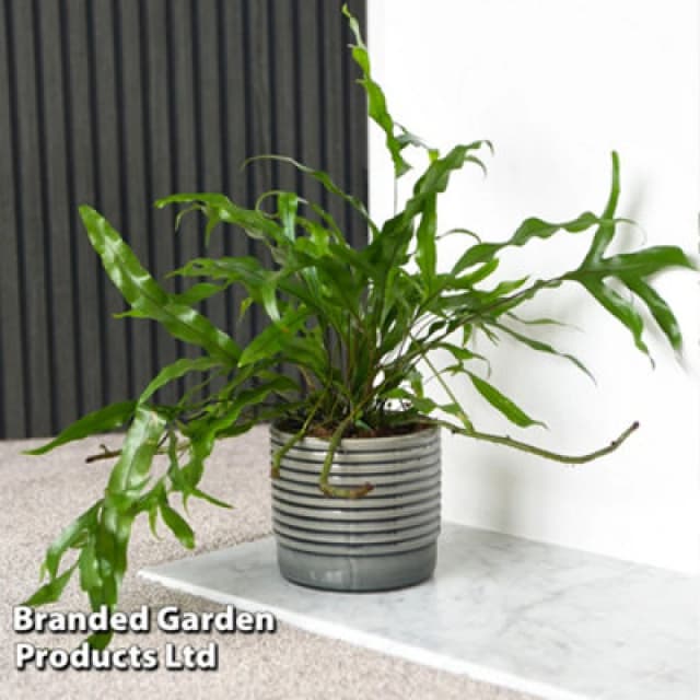 Thompson & Morgan Houseplant Microsorum Diversifolium 12Cm Pot X 1