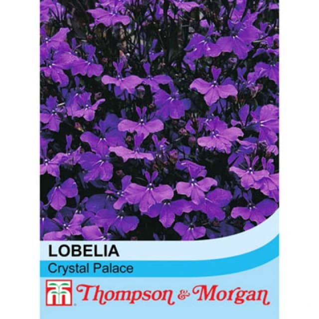 Thompson & Morgan Lobelia Crystal Palace 1 Packet (1000 Seeds)