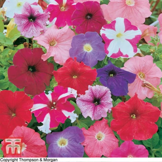 Thompson & Morgan Petunia Rainbow Mix 1 Packet (750 Seeds)