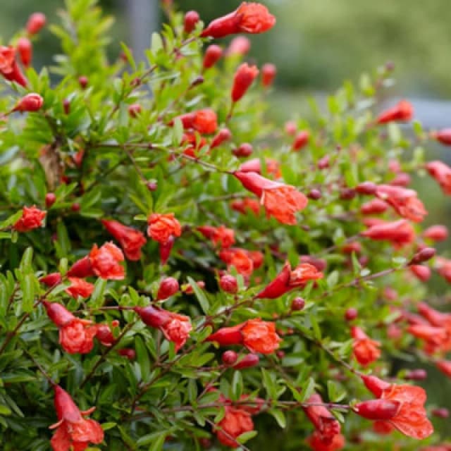 Thompson & Morgan Punica Granatum 1 Seed Packet (4 Seeds)