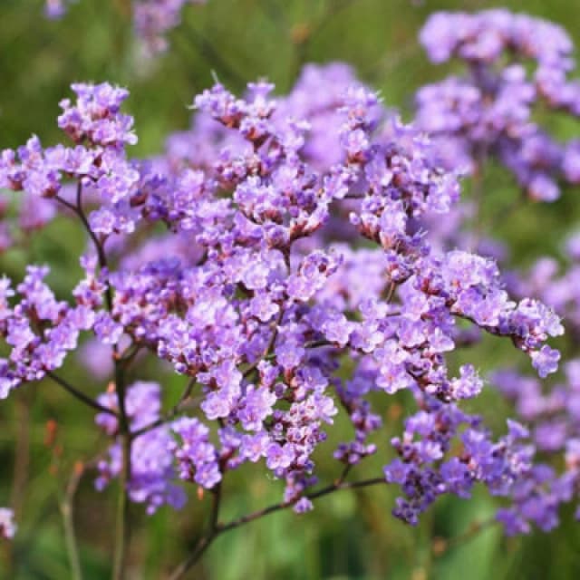 Thompson & Morgan Limonium Gmelinii Siberian Statice Seeds - Hardy Perennial Cut & Dried Flower Rock Garden Sandy Soil - 50 Seeds