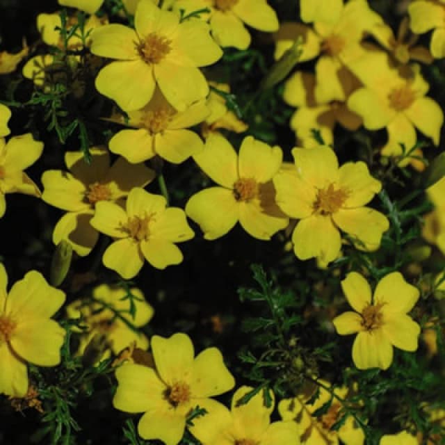 Thompson & Morgan Tagetes Lemon Gem 1 Seed Packet