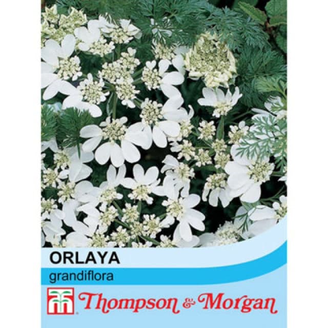 Thompson & Morgan Orlaya Grandiflora 1 Seed Packet (25 Seeds)