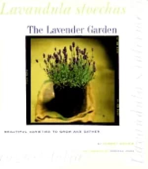 lavender garden beautiful varieties to grow and gather