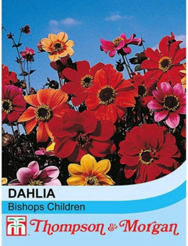 Thompson & Morgan Dahlia Bishops Children 1 Seed Packet (50 Seeds)