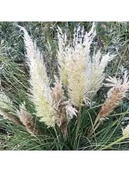 Cortaderia 'Tiny Pampa' - 2 X 9Cm Pots