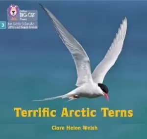 Terrific Arctic Terns by Clare Helen Welsh