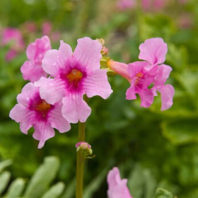 YouGarden Hardy Gloxinia mixed colours (5 bare roots) Multi unisex 5 bare rt