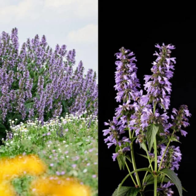 Thompson & Morgan Nepeta Magical Mr Blue Sky 9Cm Potted Plant X 1