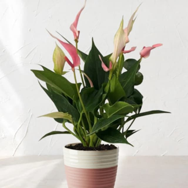 Yougarden Anthurium 'lilli', Flamingo Flower In 17Cm Bowl, Pink Spathes, Easy Care Indoor Houseplant