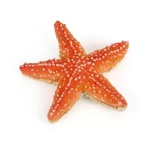 Papo Marine Life Starfish Toy Figure, 3 Years or Above, Orange (56050)