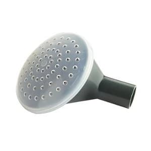 Ward Watering can rose