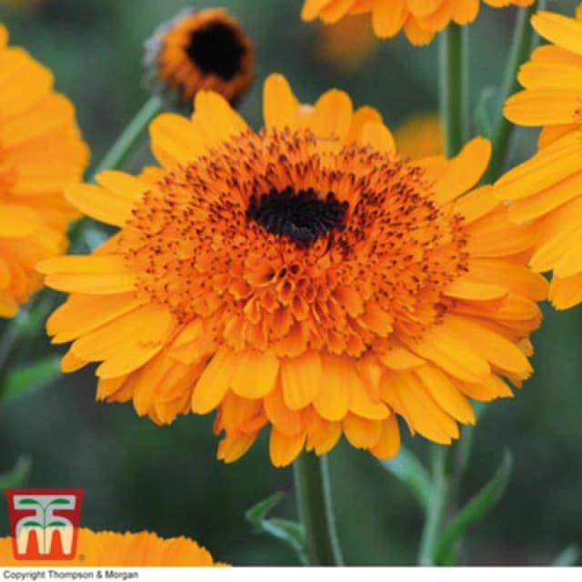 Thompson & Morgan Calendula Crown Orange 1 Packet (50 Seeds)