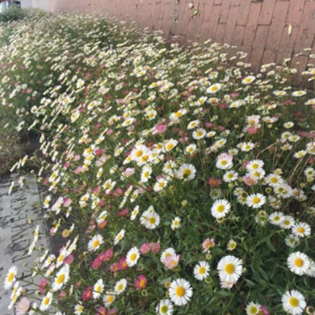 Thompson & Morgan Erigeron Karvinskianus 2 Litre Potted Plant X 1