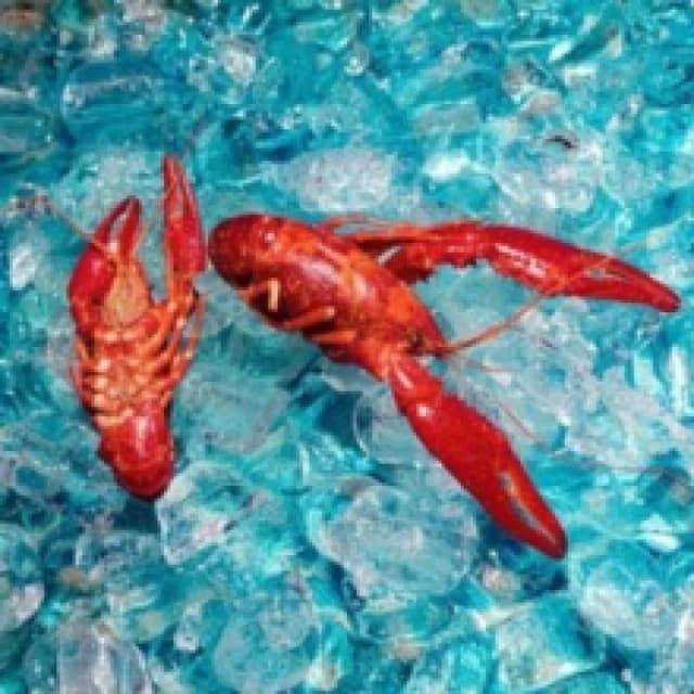 Here you are (Limited Edition) Vinyl