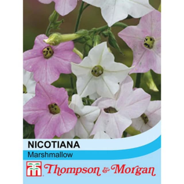 Thompson & Morgan Nicotiana Mutabilis Marshmallow 1 Packet (100 Seeds)