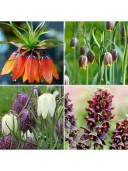 Fritillary Bulb Collection 85 X Bulbs