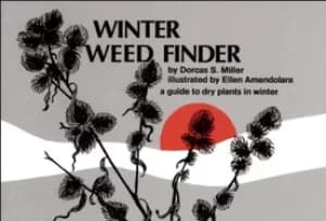 winter weed finder a guide to dry plants in winter