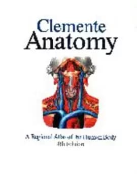 Anatomy by Carmine Clemente